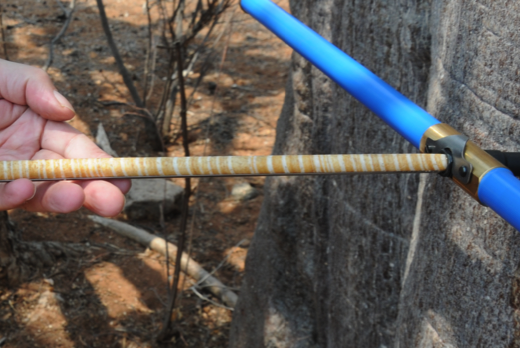 Mit einem sogenannten Zuwachsbohrer nahmen die Forscher:innen Holzproben aus lebenden Baumstämmen. Diese Methode ist minimalinvasiv und schadet nicht den Bäumen.
