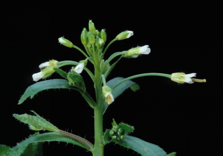 Abbildung des Ackerschmalwands (Arabidopsis thaliana) mit Spross und Blütenstand. 