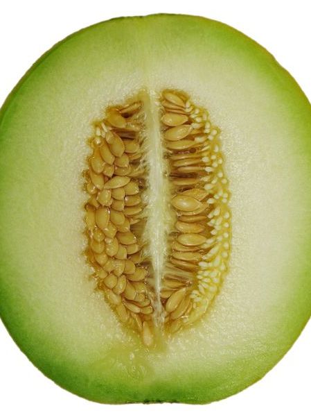 Die Cantaloupe-Melone ist eine beliebte Varietät der Zuckermelone (Quelle: © Sangfroid / wikimedia.org; gemeinfrei)