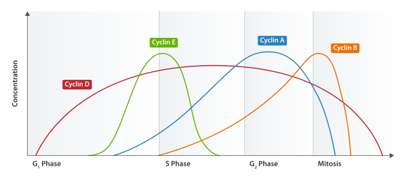 Cyclin-Expression während des Zellzyklus: Je höher die Kurve, desto höher auch die jeweilige Konzentration in der Zelle.