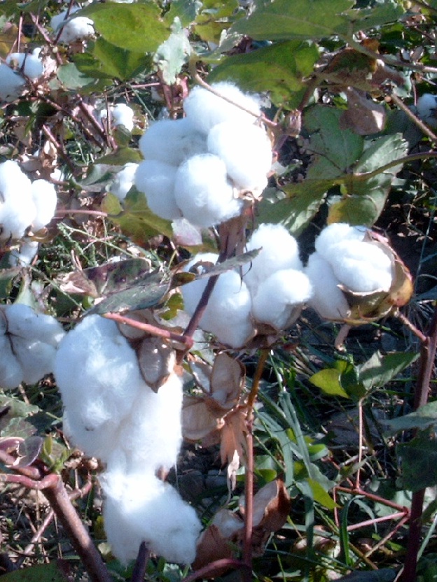 Der Anbau von Bt-Baumwolle kann positive und negative Auswirkungen haben. (Quelle: © Manfred Rose / PIXELIO - www.pixelio.de)
