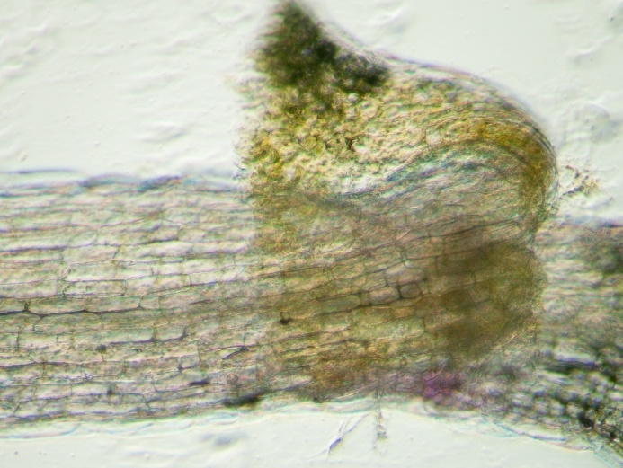 Hier abgebildet ist eine mikroskopische Vergrößerung der Wurzel der Versuchspflanze Arabidopsis thaliana. In den Untersuchungen verstärkten die Pflanzen das seitliche Wurzelwachstum im dem Bereich, in dem viel Nitrat im Boden zur Verfügung stand.