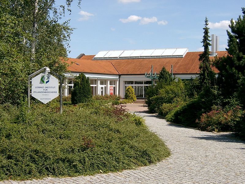 Das Leibniz-Institut für Pflanzenbiochemie (IPB) in Halle an der Saale gilt als Hort der Jasmonatforschung, aber auch der Erforschung von Pflanzenhormonen generell. 