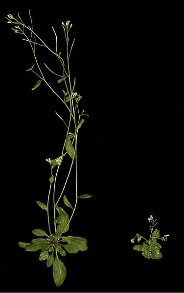 Gesunde Arabidopsis-Pflanze (links) neben einem Mutant mit gestörter Auxin-Signalübertragung.