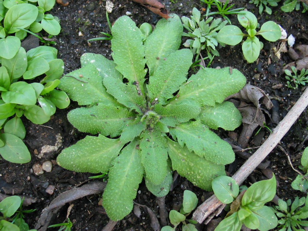 Die einjährige Ackerschmalwand (Arabidopsis thaliana) ist aufgrund ihrer kurzen Generationszeit und ihres „kleinen“ Genoms eine beliebte Modellpflanze für Forschungszwecke. (Bildquelle: © Quentin Groom/wikimedia.org; Gemeinfrei)