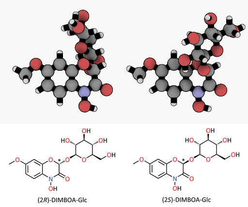 Ein winziger Unterschied mit großer Wirkung: Die Epimere des DIMBOA-Glycosids, räumlich dargestellt. Als Insektengift wirkt nur das (2R)-DIMBOA-Glycosid (links). Das Sternchen * markiert das chirale Zentrum, an dem sich die dreidimensionale Ausrichtung ändert. (Animation: © Felipe Wouters, MPI für chemische Ökologie)
