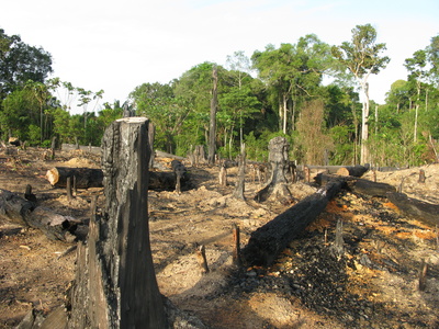 Die Zerstörung eines Waldes kann natürliche Ursachen haben oder durch den Menschen herbeigeführt worden sein, beispielsweise durch eine Brandrodung.