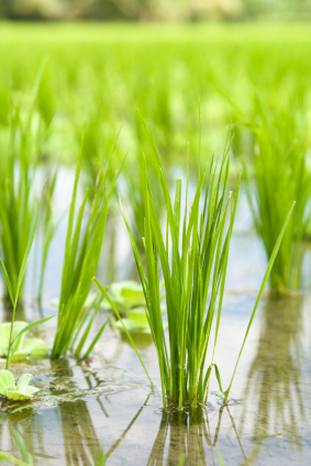 Damit Züchter agronomisch wichtige Eigenschaften von Nutzpflanzen wie Reis optimieren können, muss zunächst geprüft werden, welche Gene die Eigenschaften steuern.