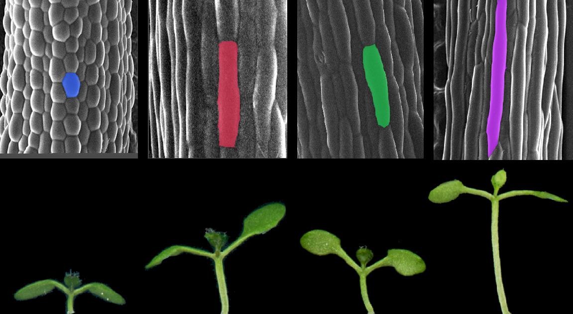 Zellen von Arabidopsis thaliana (oben) und Keimlinge (unten) bei unterschiedlichen Licht- und Temperaturbedingungen. Die ganz rechts abgebildeten Keimlinge zeigen ein beschleunigtes Wachstum als Reaktion auf Schatten und hohe Temperaturen.
