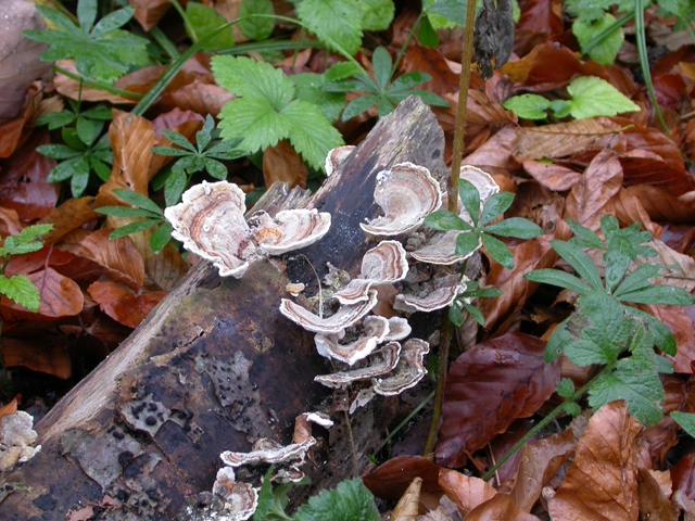 Der Lignin-abbauende Weißfäulepilz Tametes versicolor wird hierzulande sehr häufig auf faulendem Holz gefunden. Es ist jedoch ein sehr langsamer Zersetzungsprozess.