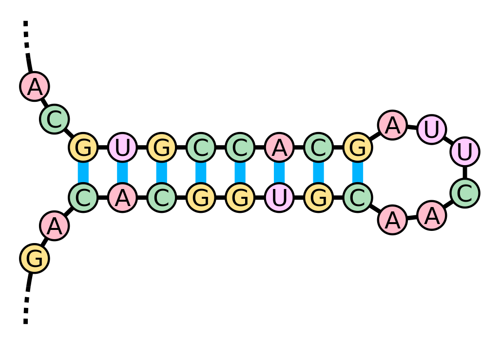 Beispiel für eine RNA-Haarnadelstruktur.