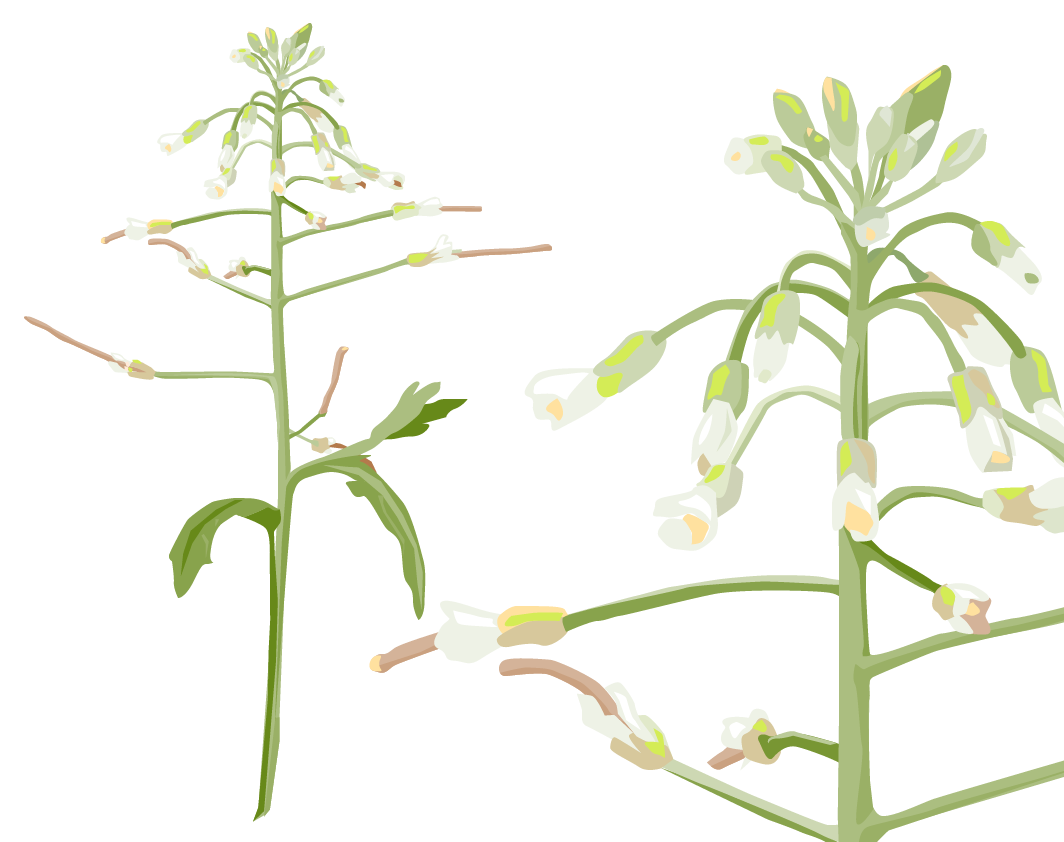 Die eher unscheinbare Pflanze Arabidopsis thaliana dient der Forschung als Modellpflanze. Mehr dazu unter: Ackerschmalwand.