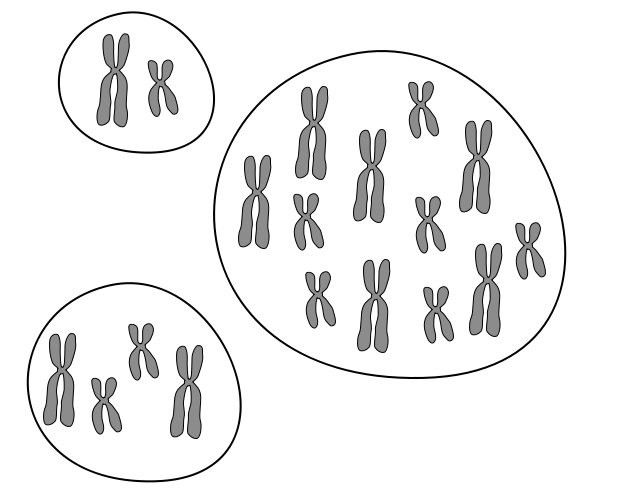 Vereinfacht dargestellt sind hier ein haploider (oben links), ein diploider (unten links) und ein polyploider bzw. hexaploider Zellkern am Beispiel eines Chromosomensatzes mit zwei Chromosomen zu sehen.