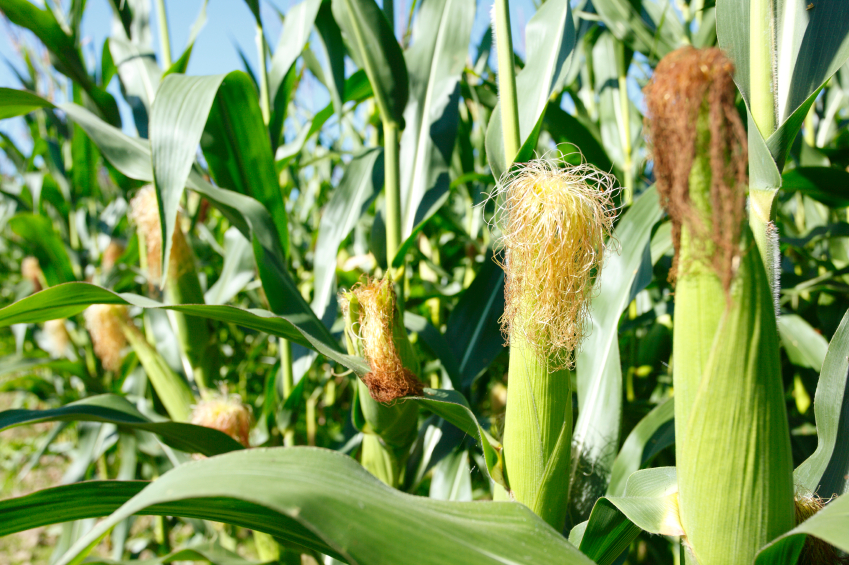 In den USA kommen beim Mais auch Saatmischungen zum Einsatz, um eine Resistenzentwicklung der Schädlinge zu verhindern oder zumindest zu verzögern.
