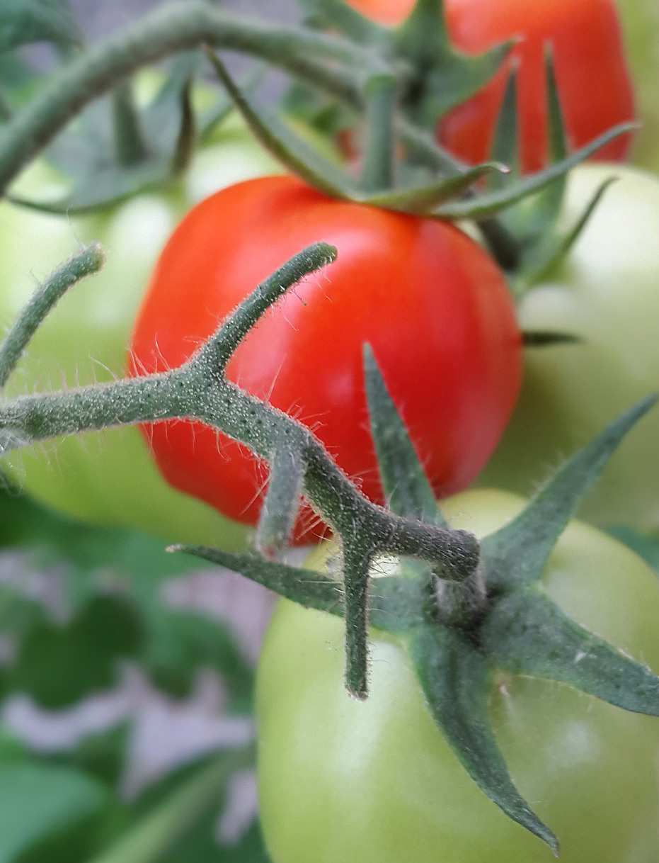 Tomatenpflanzen bilden nur so viele Früchte aus, wie sie auch versorgen können. Alle anderen werden vorzeitig abgeworfen.
