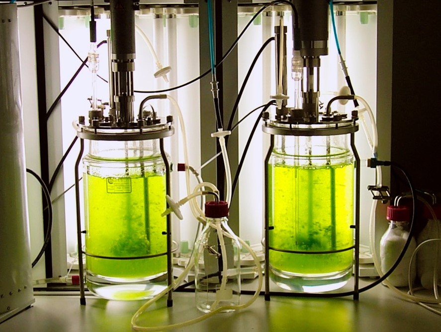 Das Kleine Blasenmützenmoos wird auch in Bioreaktoren als Produktionsorganismus eingesetzt.
