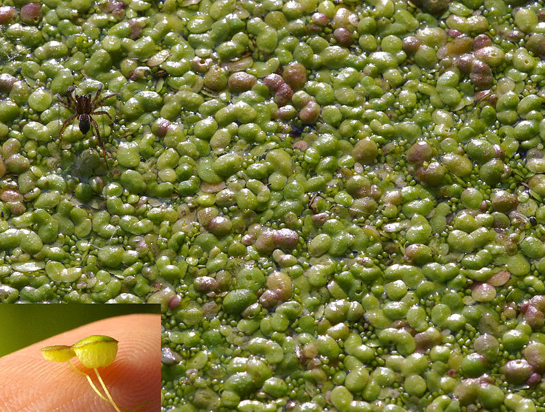 Wasserlinsen bilden auf stehenden oder langsam fließenden Gewässern oft Teppiche aus vielen kleinen Einzelpflanzen. Die hier abgebildete Art Wolffia arrhiza ist mit 0,5 – 1,5 mm Länge die kleinste Blütenpflanze der Erde.