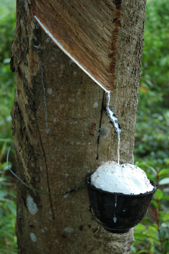 Der Kautschukbaum (Hevea brasiliensis) wird auch Gummibaum genannt: Durch Anritzen der Baumrinde wird das flüssige Latex gewonnen. 
