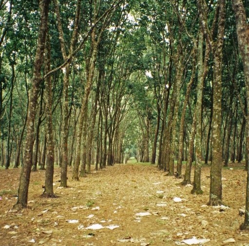 Eine Plantage mit Kautschukbäumen. Um den globalen Kautschukbedarf zu decken, werden immer mehr Urwälder gerodet.
