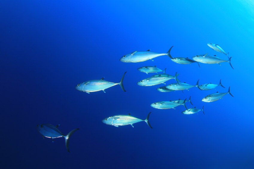 Der Thunfisch zeichnet sich durch einen hohen Gehalt der Omega-3 Fettsäuren EPA und DHA aus. Forscher sind nun in der Lage, diese Fettsäuren auch pflanzlich herzustellen. (Quelle: © iStockphoto / richcarvey)