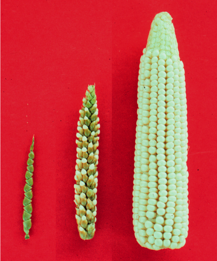 Die Verwandtschaft ist ihnen nicht anzusehen. Links: Ähre der Teosinte; rechts: Maiskolben; Mitte: Ähre der ersten Hybrid-Generation - einer Kreuzung zwischen Teosinte und Mais.