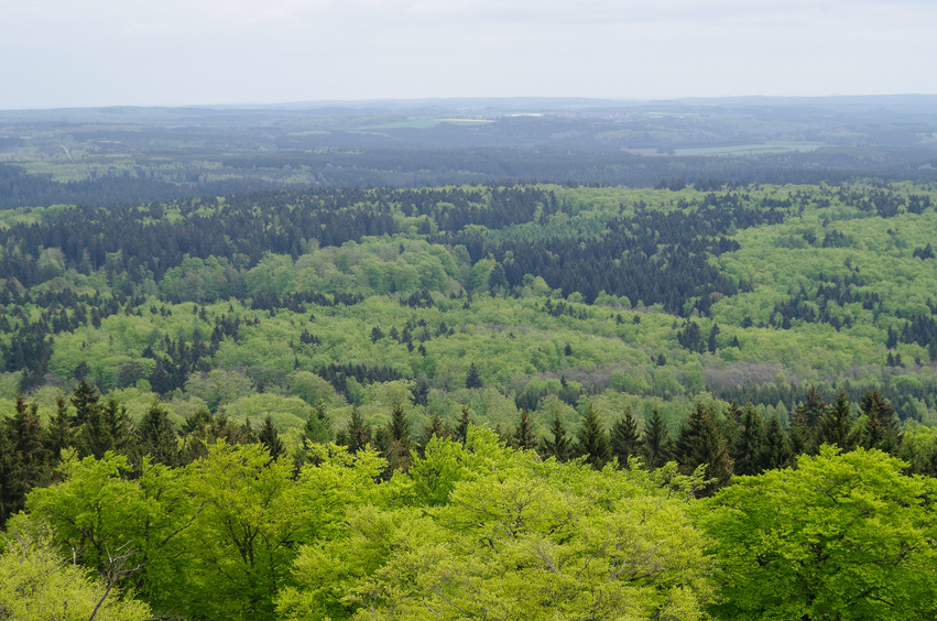 Wälder gelten als CO2-Senken, da Bäume CO2 über die Photosynthese fixieren und so für Jahrhunderte aus der Atmosphäre entfernen.