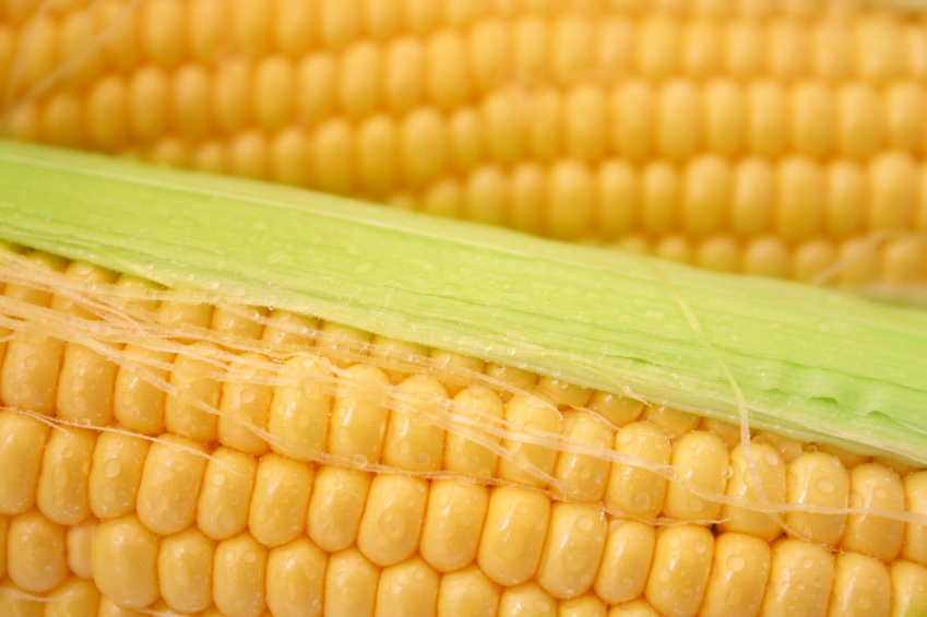 Bei Mais kann der sogenannte Heterosis-Effekt sogar zu einer Verdopplung des Ertrags führen.  (Quelle: © iStockphoto.com/ Amanda Rohde)