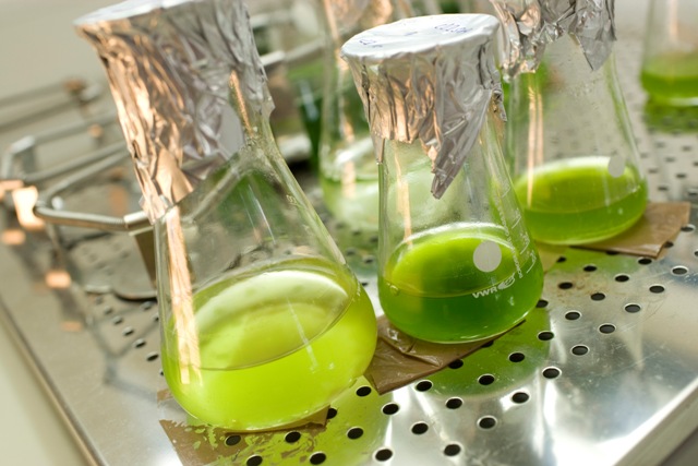 In Experimenten konnte erstmals nachgewiesen werden, dass ein pflanzlicher Organismus auch Cellulose für die Energiegewinnung nutzen kann. (Quelle: © Universität Bielefeld)