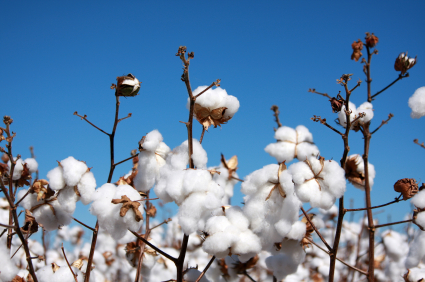 Bei Bt-Baumwolle in Australien mussten die Schutzräume zeitweise sogar auf mindestens 70 % der gesamten Anbaufläche erhöht werden.