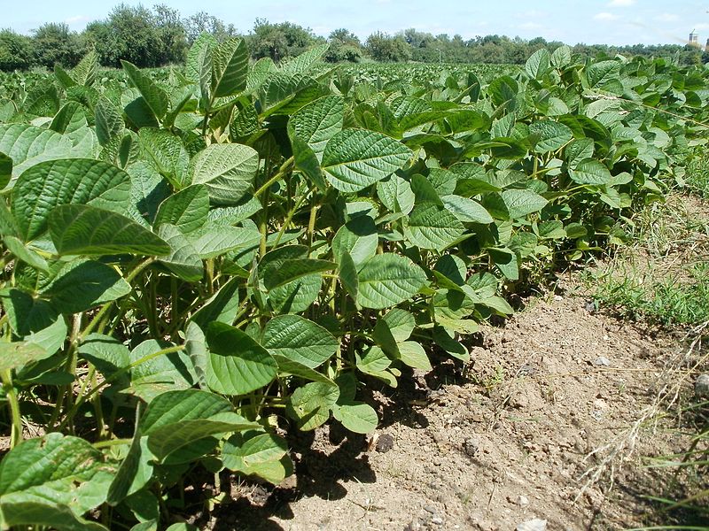 Unter den transgenen Pflanzen wird Soja weltweit am häufigsten angebaut. 80% der Sojabohnenernte stammen aus Südamerika. (Bildquelle: © AnRo0002/ wikimedia.org/ CC0 1.0)
