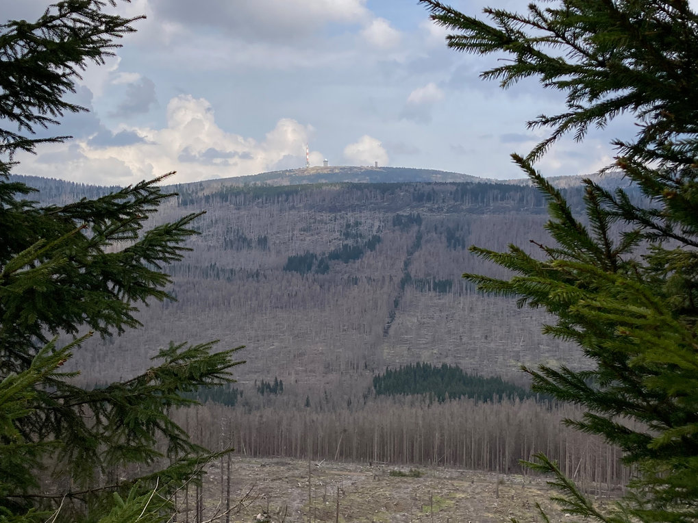 Blick auf den Brocken im Harz im Mai 2022: Es sind massive Waldschäden sichtbar.
