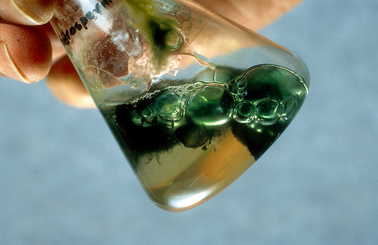 Wertstoffbildner im Erlenmeyerkolben: Mit Hilfe von Cyanobakterien lässt sich Kohlenstoff aus Kohlendioxid gewinnen. (Bildquelle: © CSIRO/ CC BY-SA 3.0)
