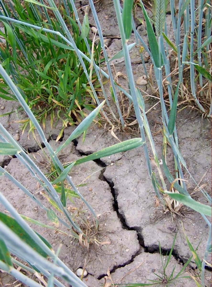 Landwirtschaft - Mitursache und Opfer des Klimawandels (Quelle: © Verena N. / pixelio.de) 