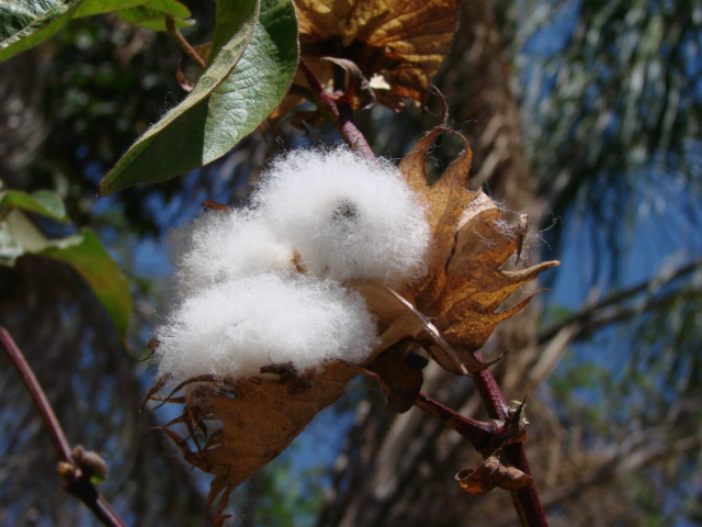 Die tetraploide Baumwollart Gossypium hirsutum wird auch Upland-Baumwolle genannt und stammt aus Mittelamerika.