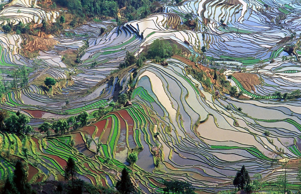 Reisfelder sind wahre Methanschleudern - 7 bis 17 % des athmosphärischen Methans stammen von hier. (Bildquelle: © Jialiang Gao; www.peace-on-earth.org/ wikimedia.org/ CC BY-SA 3.0)