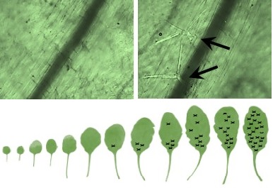 Junge Blätter haben keine Trichome (Blatthaare) auf der Blattunterseite (oben, linkes Bild). In der adulten Phase entstehen hingegen Blätter mit Trichomen (oben rechts). Die Anzahl von Trichomen nimmt bei jedem weiteren Blatt zu (unten).

