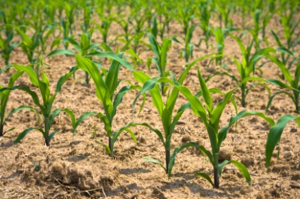 Leichter Temperaturanstieg und Wassermangel können zu Ernteverlusten führen.