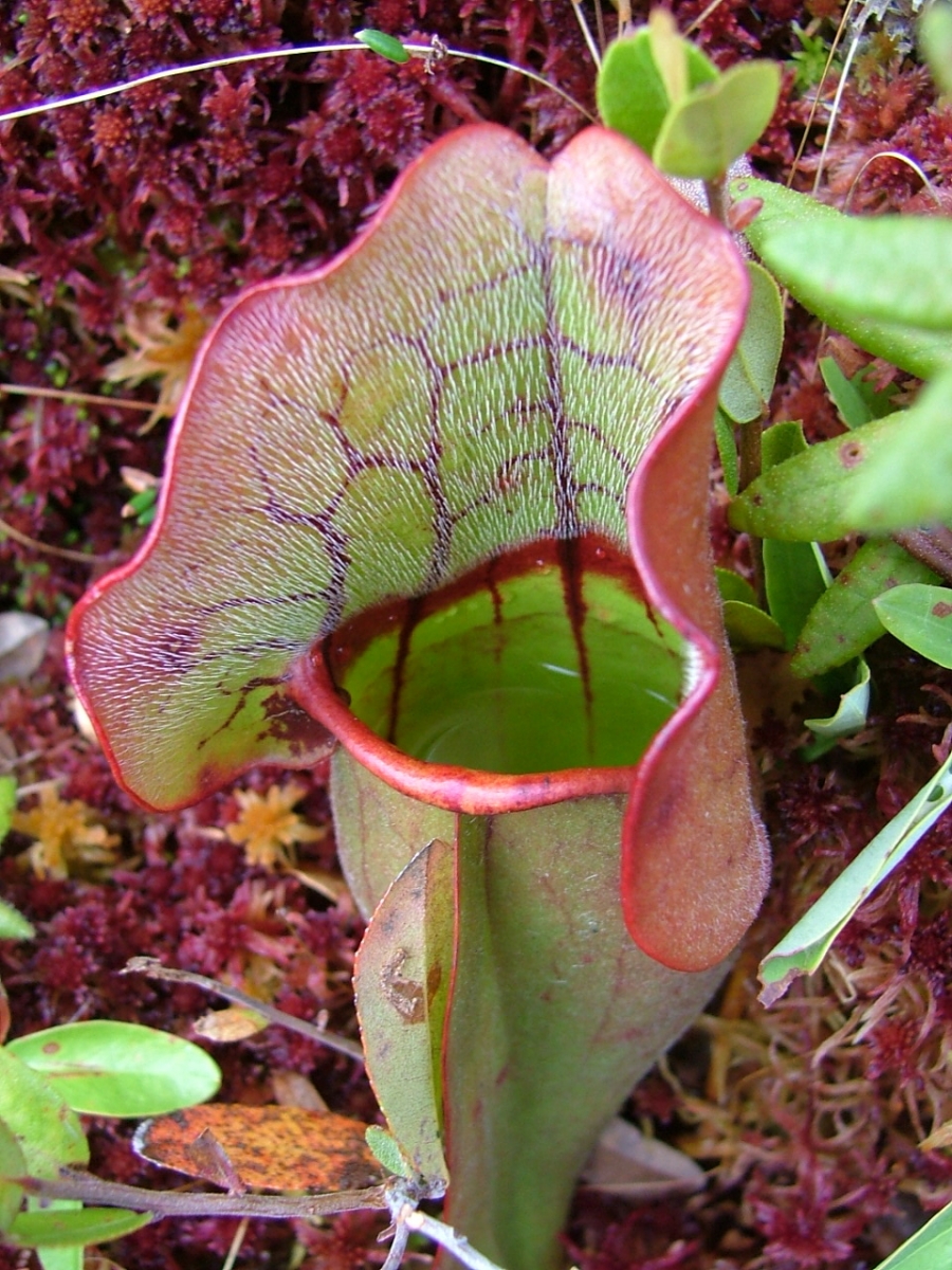 Jedes röhrenförmige Blatt der Roten Schlauchpflanze beherbert ein kleines Ökosystem.
