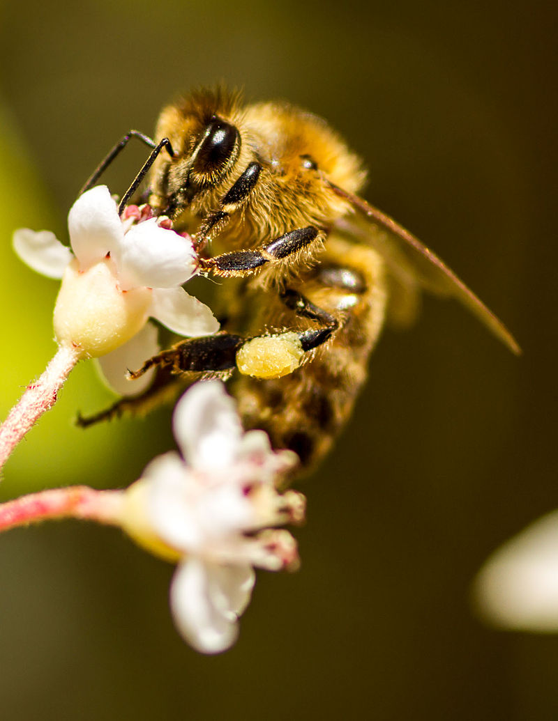 Honigbiene auf der Suche nach Nektar. An ihrem Hinterbein haftet ein gelber Pollenklumpen.