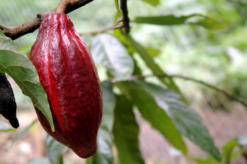 Der Kakaobaum ist anspruchsvoll und sehr anfällig für Schädlinge. Durch gezielte Maßnahmen biologischer Schädlingsbekämpfung könnten die Erträge sogar gesteigert werden.