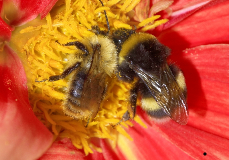 Übertragen Honigbienen Krankheiten auf Hummeln? (Bildquelle: © Alwin Gasser / pixelio.de) 