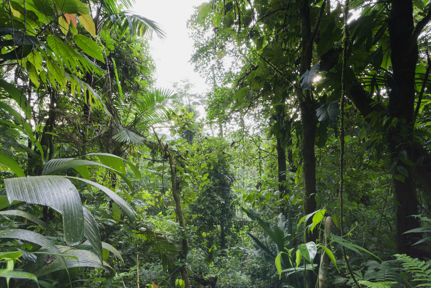 Die tropischen Regenwälder speichern deutlich mehr Kohlenstoff als Wälder außerhalb der Tropen.