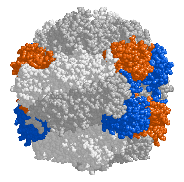 Das häufigste Enzym der Welt: Die Rubisco (Ribulose-1,5-bisphosphat-carboxylase/oxygenase) ist ein Schlüsselenzym in der Photosynthese.