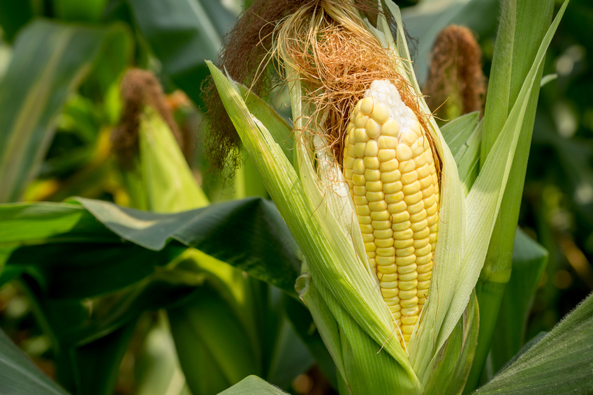 Mais gehört auch zu den C4-Pflanzen. Dies machten sich die Forscher zunutze und übertrugen ein Gen des Maises in Reis.