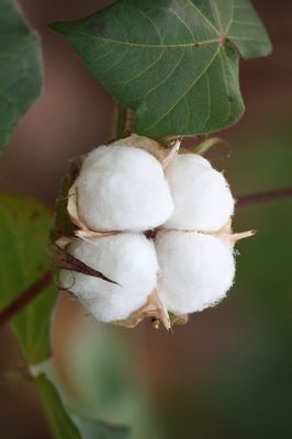 Kann sich Bt-Baumwolle schlechter gegen Wanzen wehren? (Quelle: © M.E./ pixelio.de) 