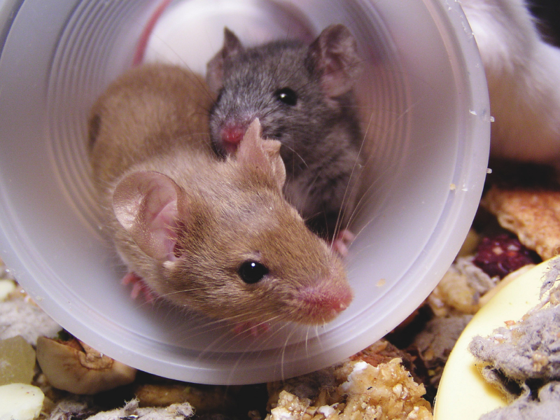 In der medizinischen Forschung kommen oft Mäuse zum Einsatz, doch auch die Pflanzenforscher brauchen Modellorganismen, um schnell und einfach Experimente durchzuführen. 
