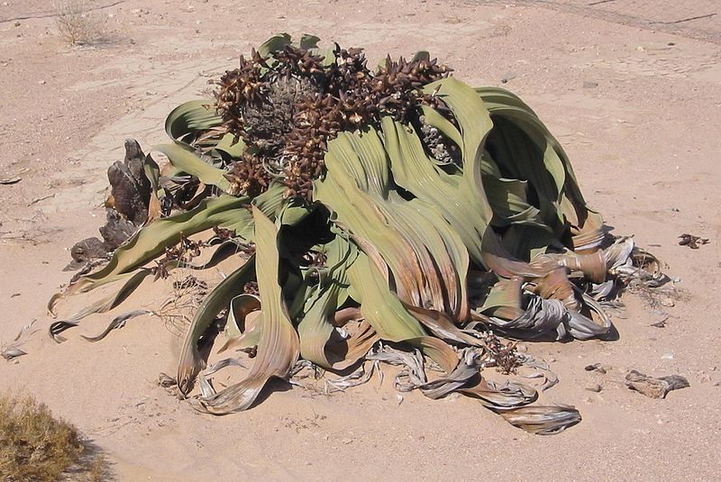 Die Welwitschie (Welwitschia mirabilis) ist an das Leben in extremen Umgebungen angepasst. Ihre Wurzeln breiten sich auf der Suche nach Wasser über eine große unterirdische Fläche aus.