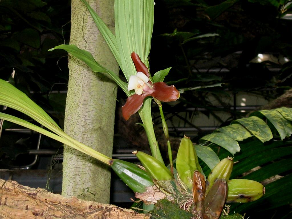 Orchideen (hier Lycaste xytriophora) und Pilze leben in einer mutualistischen Symbiose, die als Mykorrhiza bekannt ist. Die Orchideenwurzeln bilden spezielle Strukturen namens Pelotone-Spiralen, die von symbiotischen Pilzen umschlungen werden. Diese Pilze