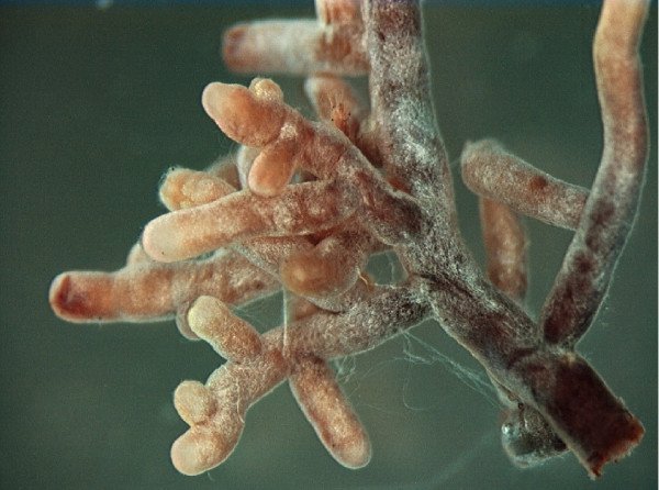 Die Symbiose zwischen Bodenpilzen und Pflanzen heißt Mykorrhiza. Mykorrhizapilze helfen Pflanzen bei der Wasser- und Nährstoffaufnahme. Auf dem Bild sind Wurzelspitzen zu sehen, die mit weißen Pilz-Filamenten überzogen sind. 