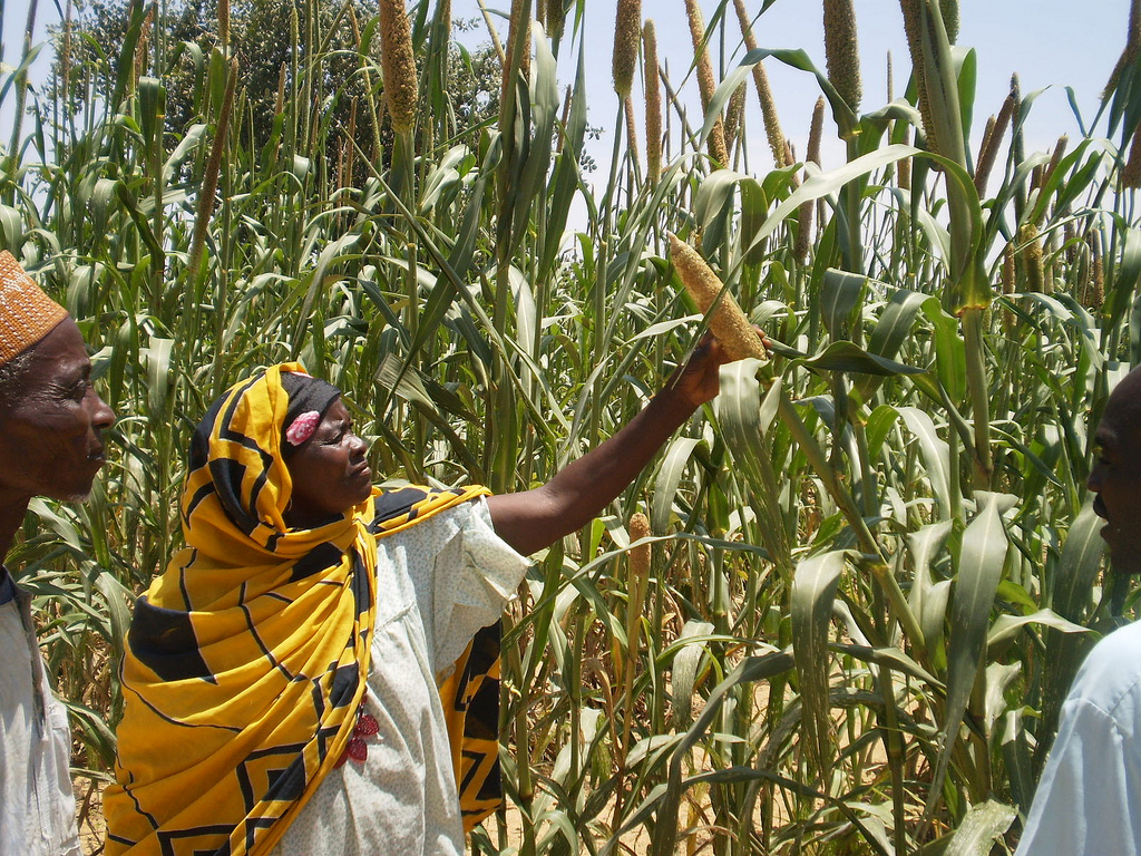 In Teilen Afrikas, Indiens und Süd-Asiens bauen 90 Millionen Bauern die robuste Perlhirse als Grundnahrungsmittel an. Aufgrund ihres Wuchses erinnert sie an Maispflanzen. 